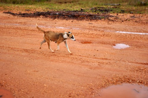 Dog chases our bus on the highway to Santa Marta.